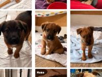 Australian-Shepherd–Irish-Terrier-Welpen