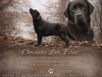 Labrador Retriever Deckrüde