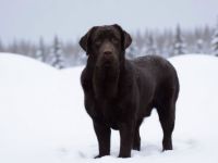 Labrador Retriever Deckrüde