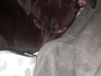 Frida in gute Hände abzugeben