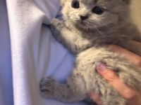 Wunderschöne Britisch Kurzhaar Kitten mit Stammbaum