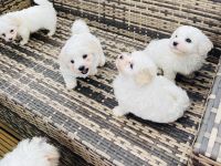 Maltipoo Malteser Welpen