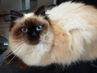 Seal point Träger chocolate und dilute (blue lilac) Birma Neva