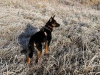 Cosmo wartet auf dich