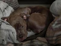 Liebevolle Junghündin sucht Dich 💜