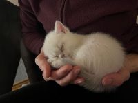 BKH Kitten Zuckersüß