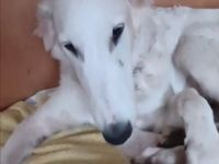 BARSOI - Junghunde suchen Happy-Home