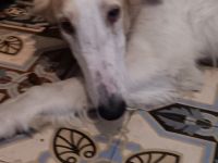 BARSOI - Junghunde suchen Happy-Home