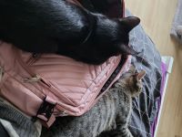 2 weibliche Hauskatzen zu verkaufen