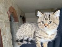 Süße Katzen mischling