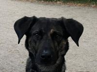 Neues Zuhause für Diego gesucht