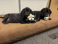 DK x BGS Welpen suchen ein Zuhause