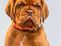 Hündin der Bordeauxdogge verfügbar