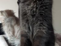 Reinrassige Maine Coon Kitten in Blue-Solide & Black-Smoke mit Stammbaum.