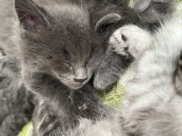 Reinrassige Maine Coon Kitten mit Stammbaum am 15.01.26 geboren, die Eltern-Cat sind XXL groß.