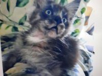 Reinrassige  XXXL Maine Coon Kitten in Blue-Solide & Black-Smoke mit Stammbaum.