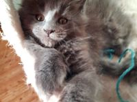 Reinrassige XXL Maine Coon mit Stammbaum stellen Ihr Kitten in Blue-Solide & Black-Smoke vor.