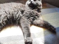 Reinrassige XXL Maine Coon mit Stammbaum stellen Ihr Kitten in Blue-Solide & Black-Smoke vor.