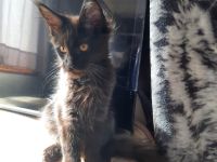 Reinrassige Maine Coon Kitten in Blue-Solide & Black-Smoke mit Stammbaum.