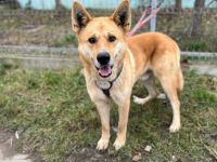 Imposanter Foxy mit sanftem Charakter