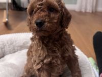 Kleinpudelwelpe Rüde oder Weibchen Red/Fawn - ab 15. Februar abzugeben