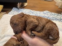 Kleinpudel Welpe Red/Fawn - ab dem 15.Februar 26 abzugeben