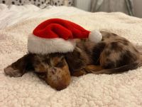 Wunderschöne Dackel Welpen Zwergdackel WhatsApp 017659381234