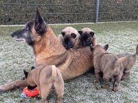 Malinois Welpen Protector Noctis