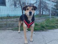 Zuhause gesucht für Poldi