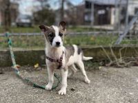 Wer schenkt Starlight ein Körbchen auf Lebenszeit?