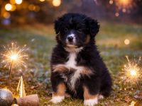 Australian Shepherd Welpen ASCA