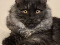 Korelian bobtail, kleiner Lux fűrs Apartment