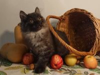 Kurelian Bobtail Kitten