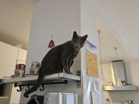 Kätzchen / Russich Blau / Reinrassig / Ohne STAMMBAUM / Russian blue kittens