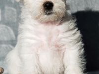 30 Amerikanischer Zwergschnauzer, farbig