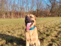 Super süßer Schäfer/Corso mix