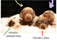 Dackel Zwergdackel Sonderfarben Piebald Abgabe ab 09.01.26