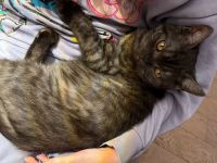 Wunderschöne Reinrassige BKH Kitten