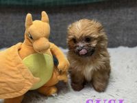 Yorkshire Terrier Welpen