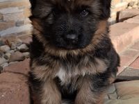 DSH-Welpe sucht liebevolles Zuhause