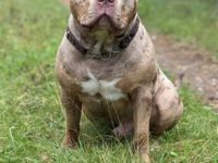 American Bully XL  Deckrüde