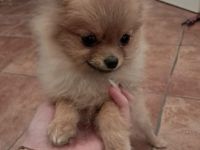 Pomchi Hündin welpe Pomeranian