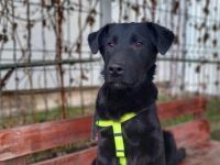 Schwarzer Goldschatz Blackie