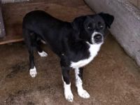 Kuro - sucht sein Zuhause zum Ankommen