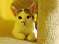 Anschmiegsame und verspielte Sissi möchte ihr Herz verschenken