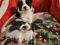 Border Collie Welpen mit VDH Ahnentafeln