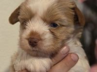 3 Yorkshire terrier golddust welpen