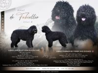 Barbet mit FCI-Stammbaum