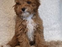 Maltipoo Welpe an liebevolle Hände zu vergeben