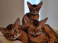 3 Abessinier Kitten zu Verkaufen